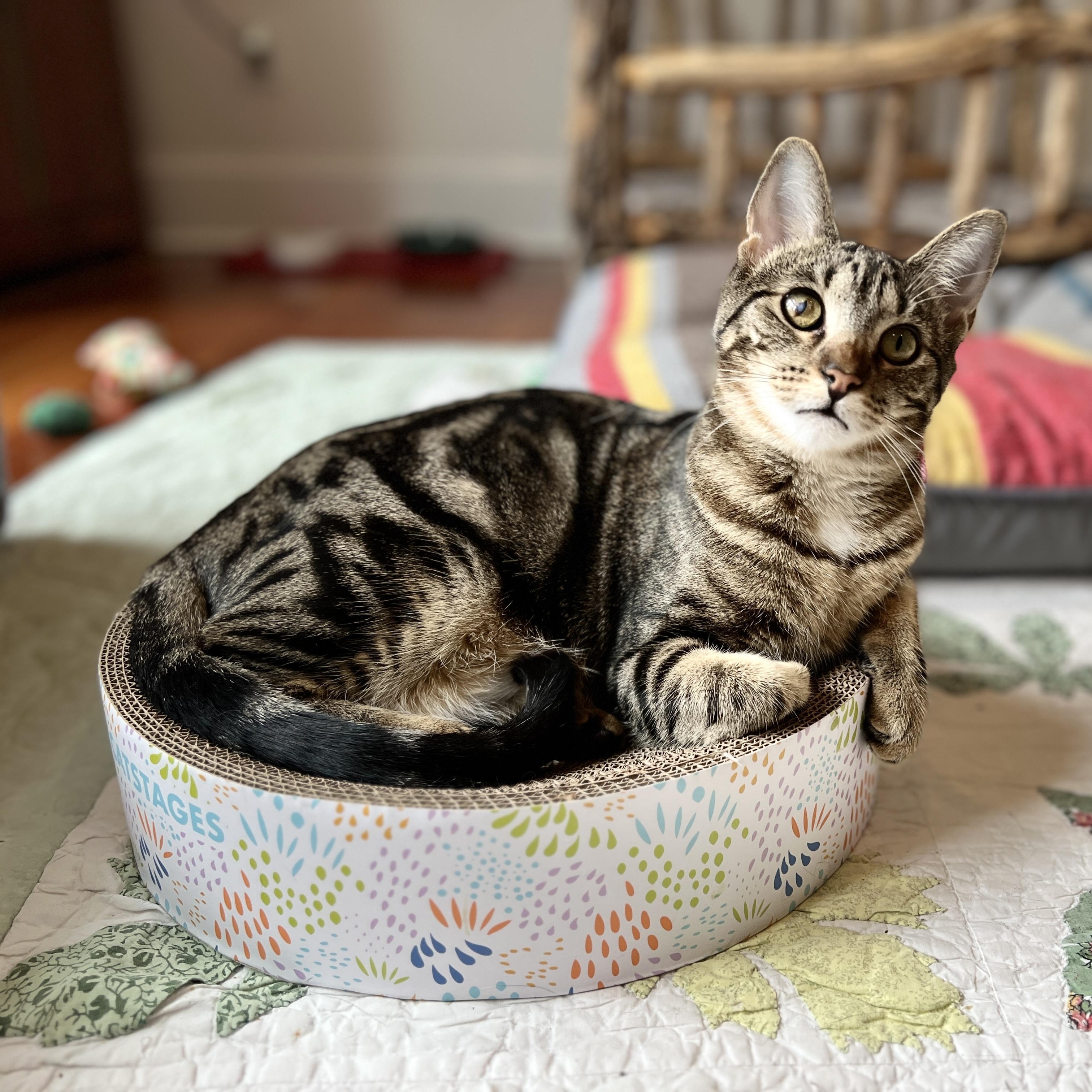 Enlarge Sweet Pea, a Adoptable Domestic Short Hair in New Bern, NC image 1/6