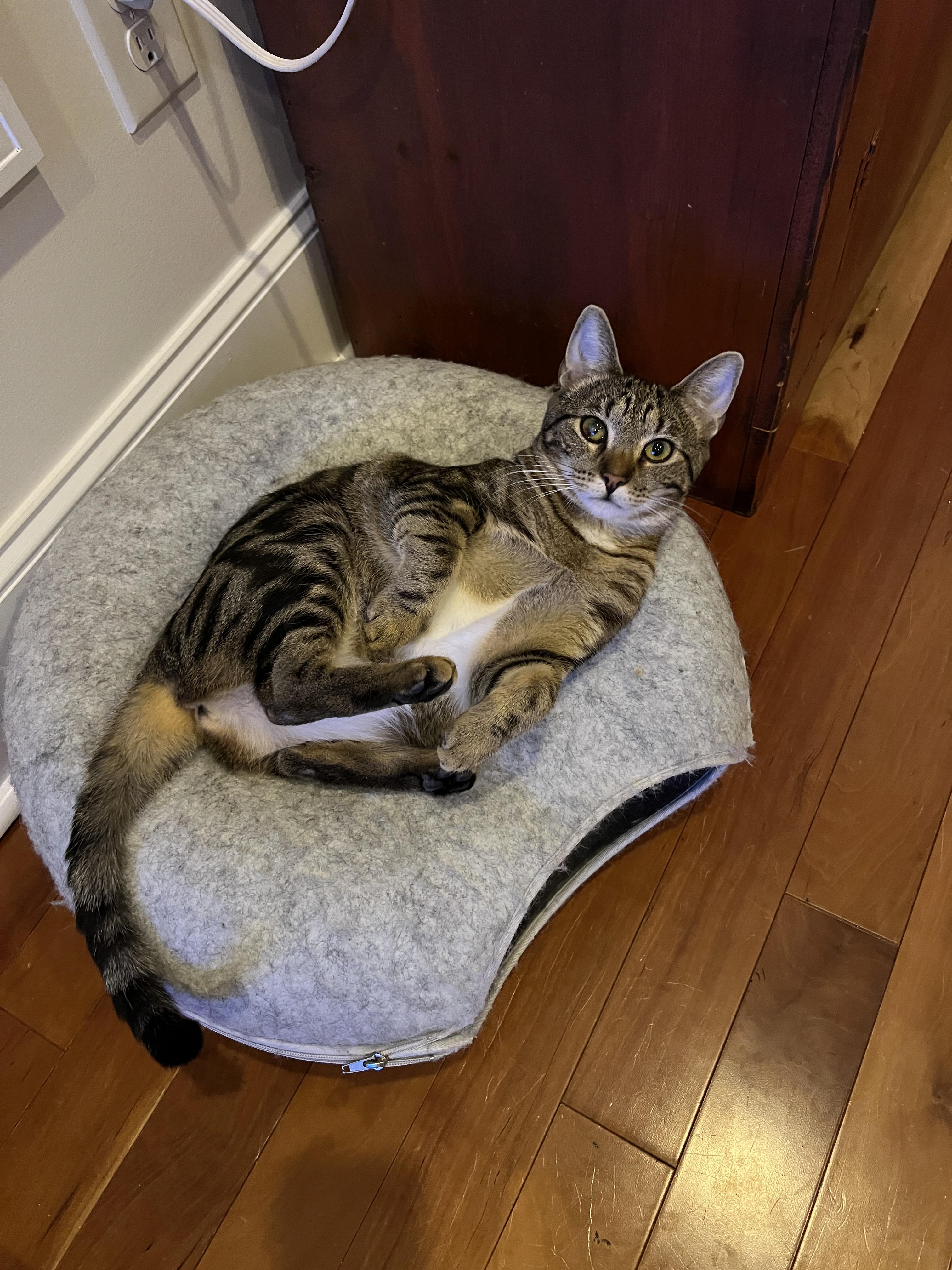 Enlarge Eclipse, a Adoptable Domestic Short Hair in New Bern, NC image 5/5