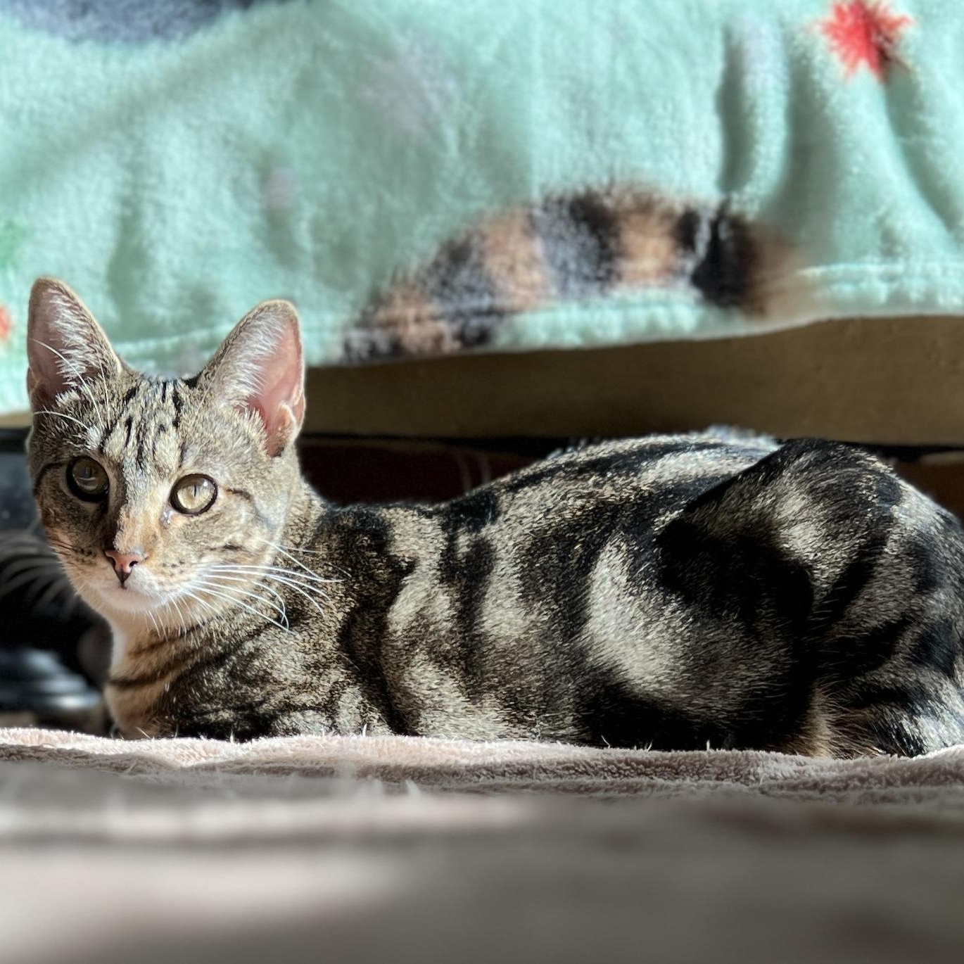 Eclipse, Adoptable, Kitten Female Domestic Short Hair.