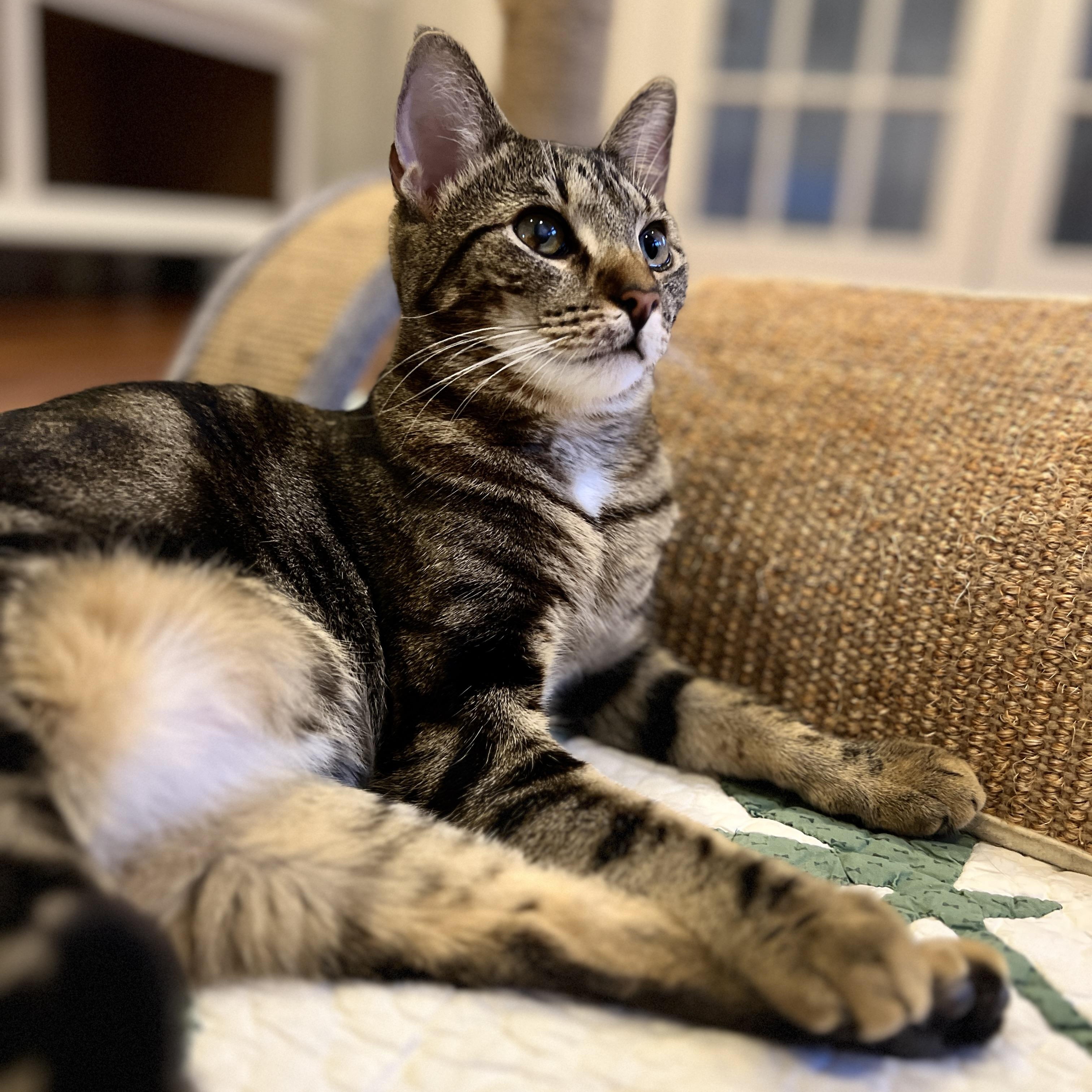 Enlarge Sweet Pea, a Adoptable Domestic Short Hair in New Bern, NC image 3/6