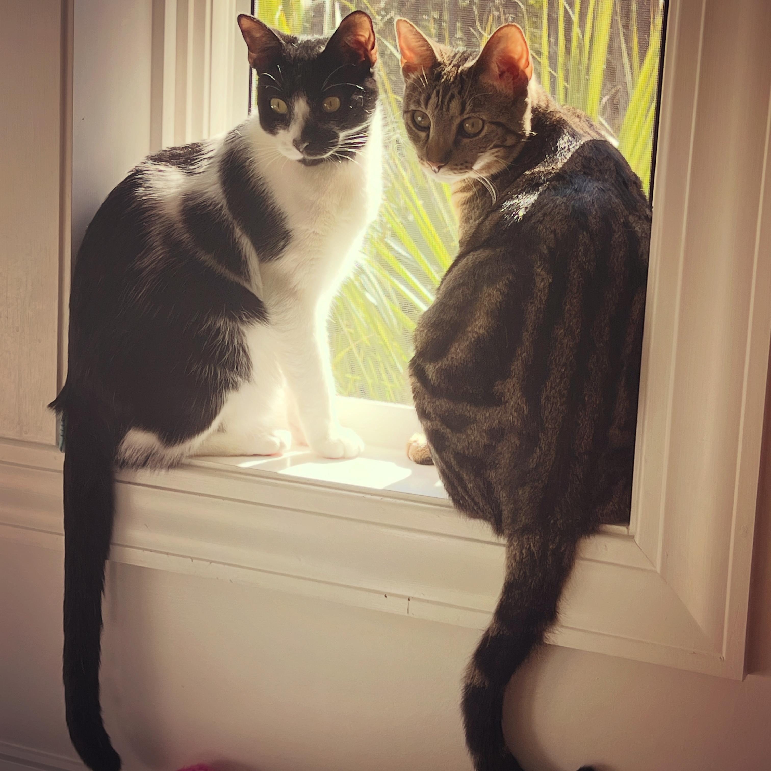 Enlarge Eclipse, a Adoptable Domestic Short Hair in New Bern, NC image 4/5