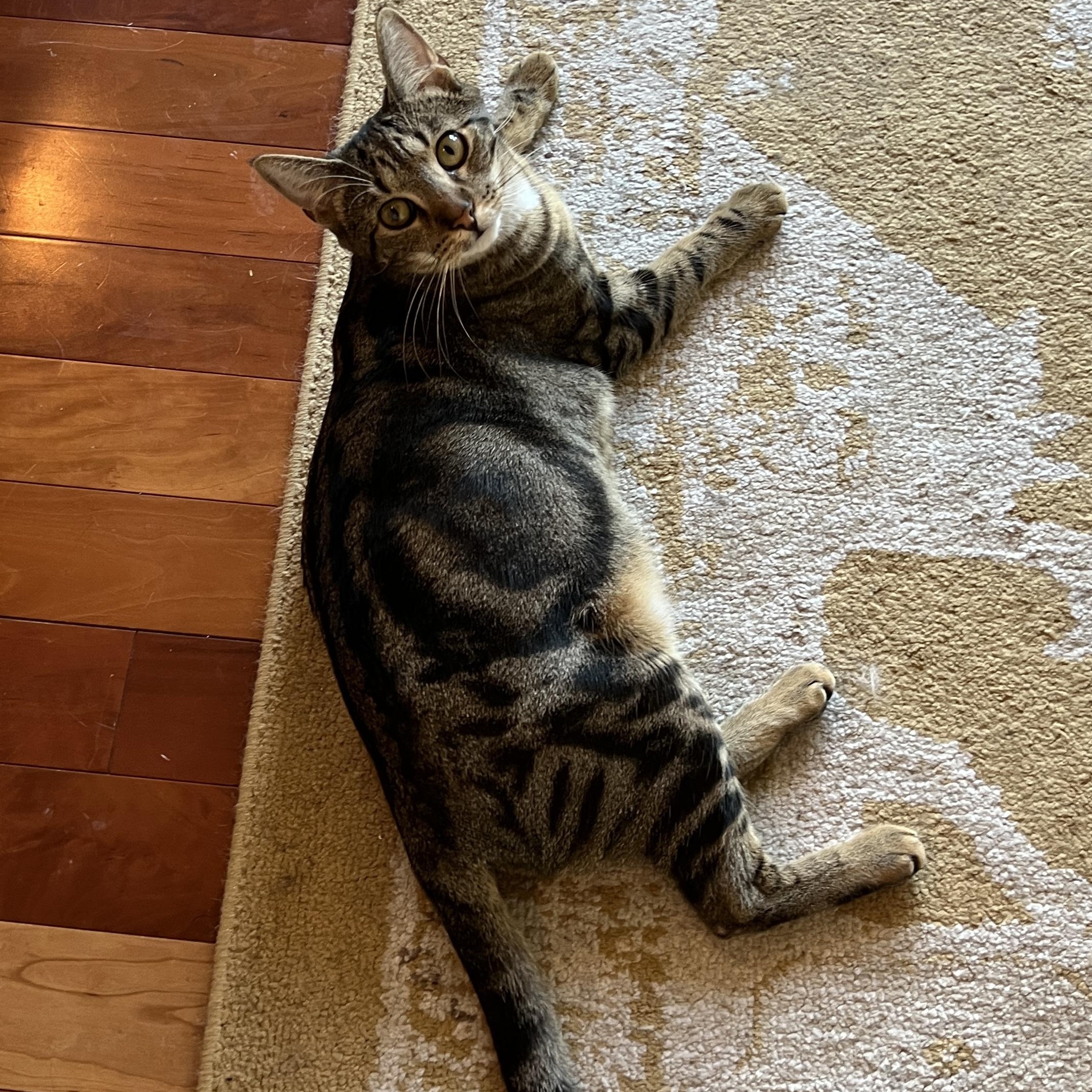 Enlarge Sweet Pea, a Adoptable Domestic Short Hair in New Bern, NC image 2/6