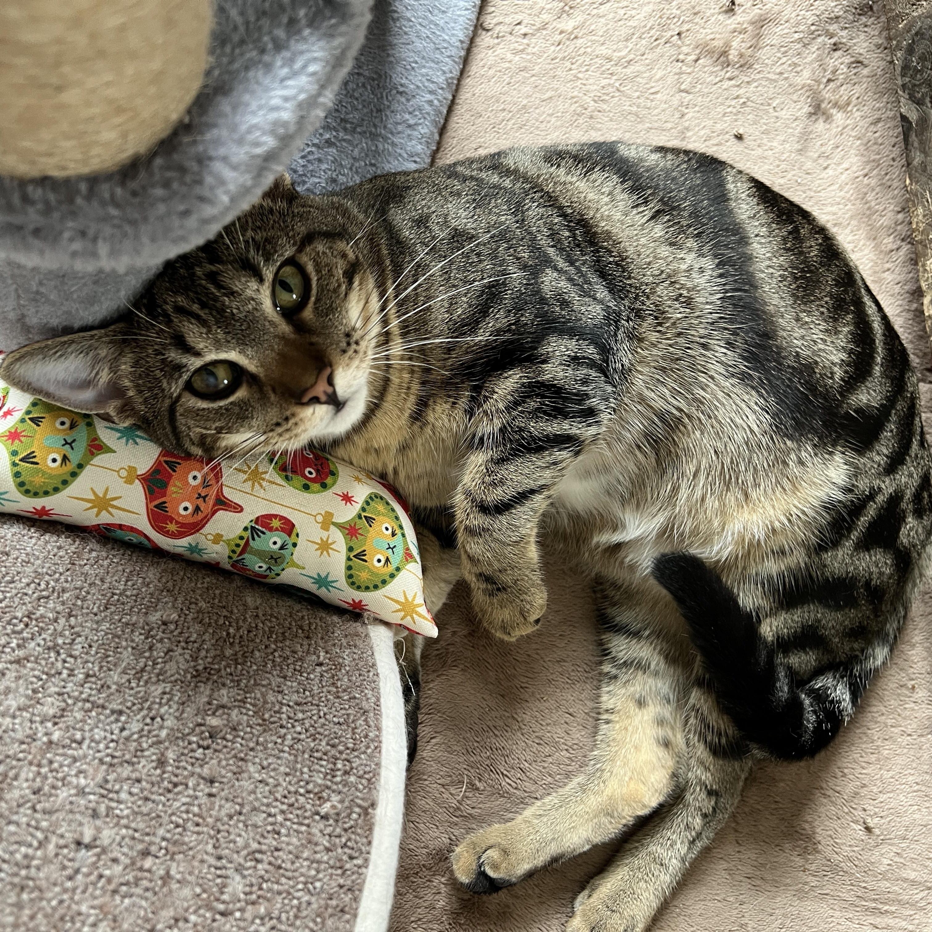 Enlarge Eclipse, a Adoptable Domestic Short Hair in New Bern, NC image 3/5