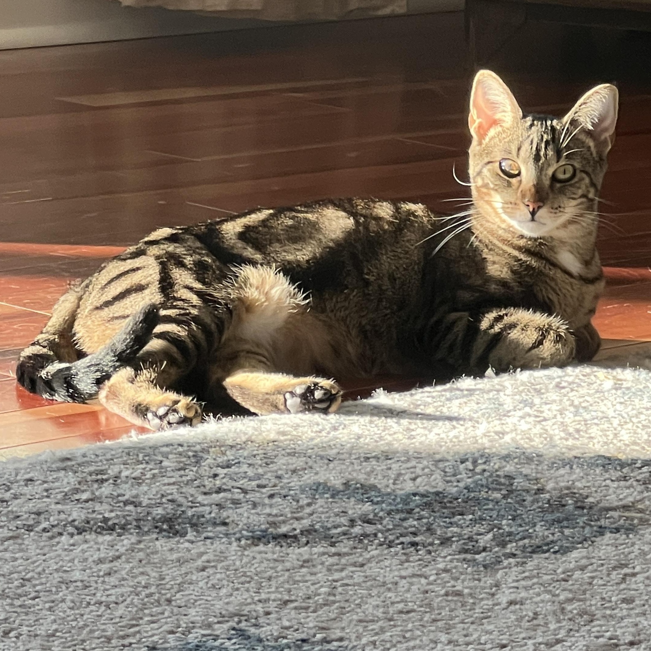 Sweet Pea, a Adoptable mixed breed in New Bern, NC image 3/4