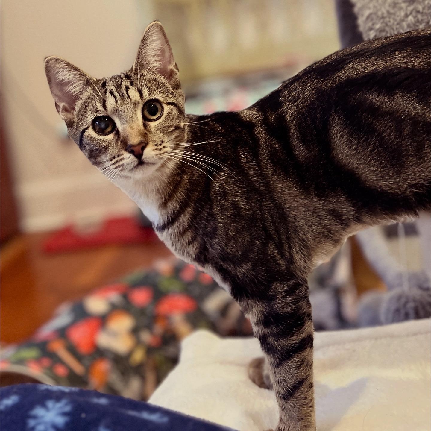 Enlarge Eclipse, a Adoptable Domestic Short Hair in New Bern, NC image 2/4