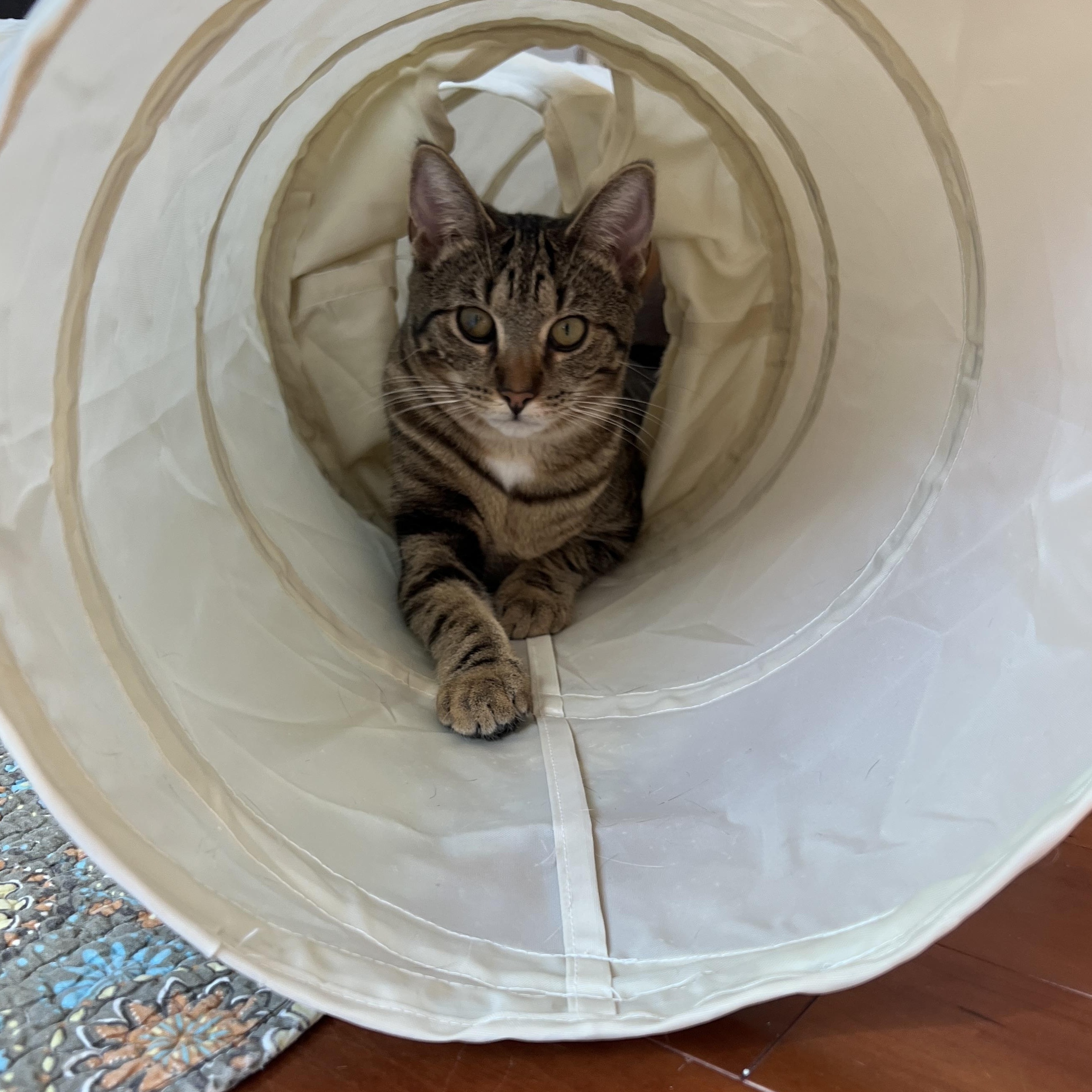 Eclipse, Adoptable, Kitten Female Domestic Short Hair.