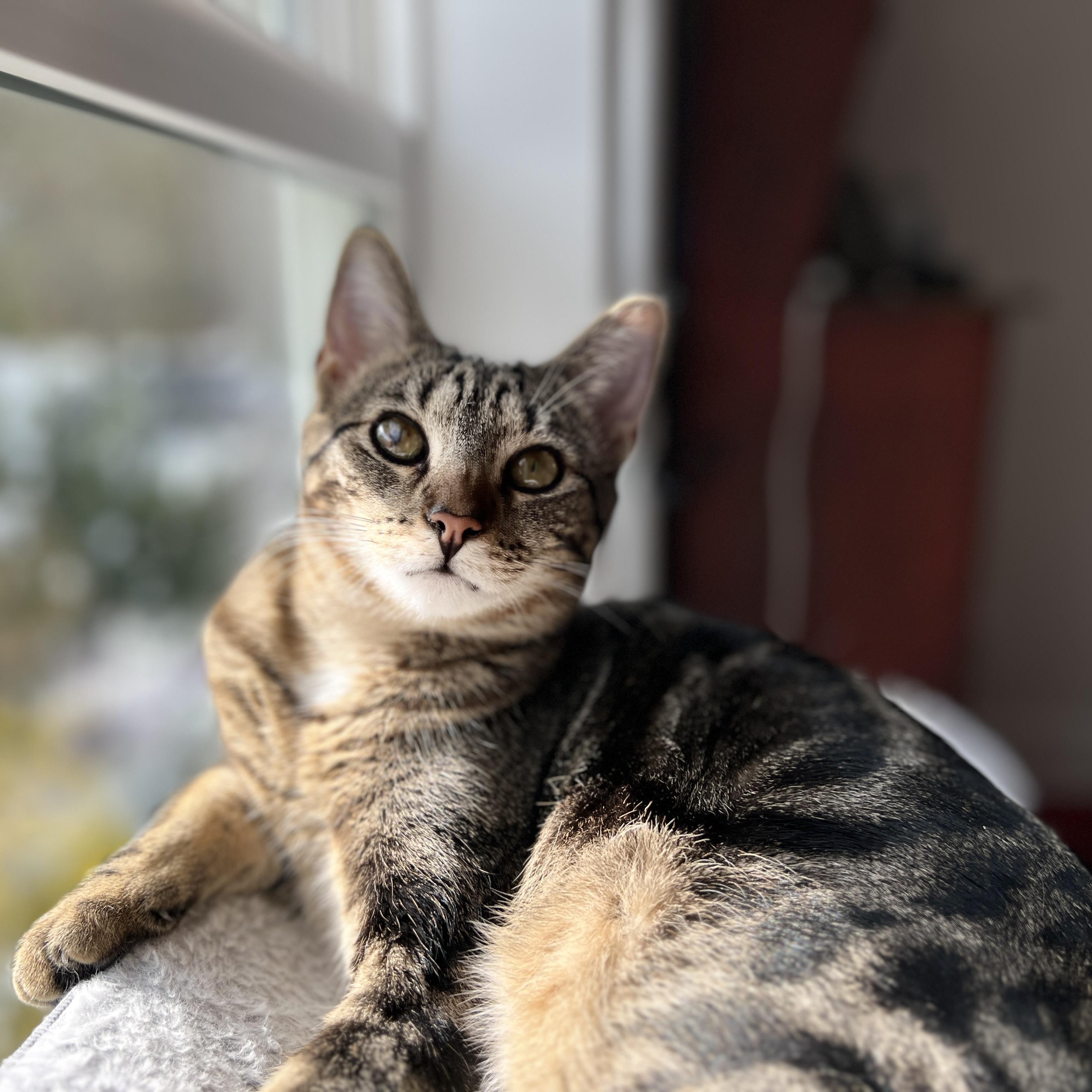 Enlarge Eclipse, a Adoptable Domestic Short Hair in New Bern, NC image 2/5