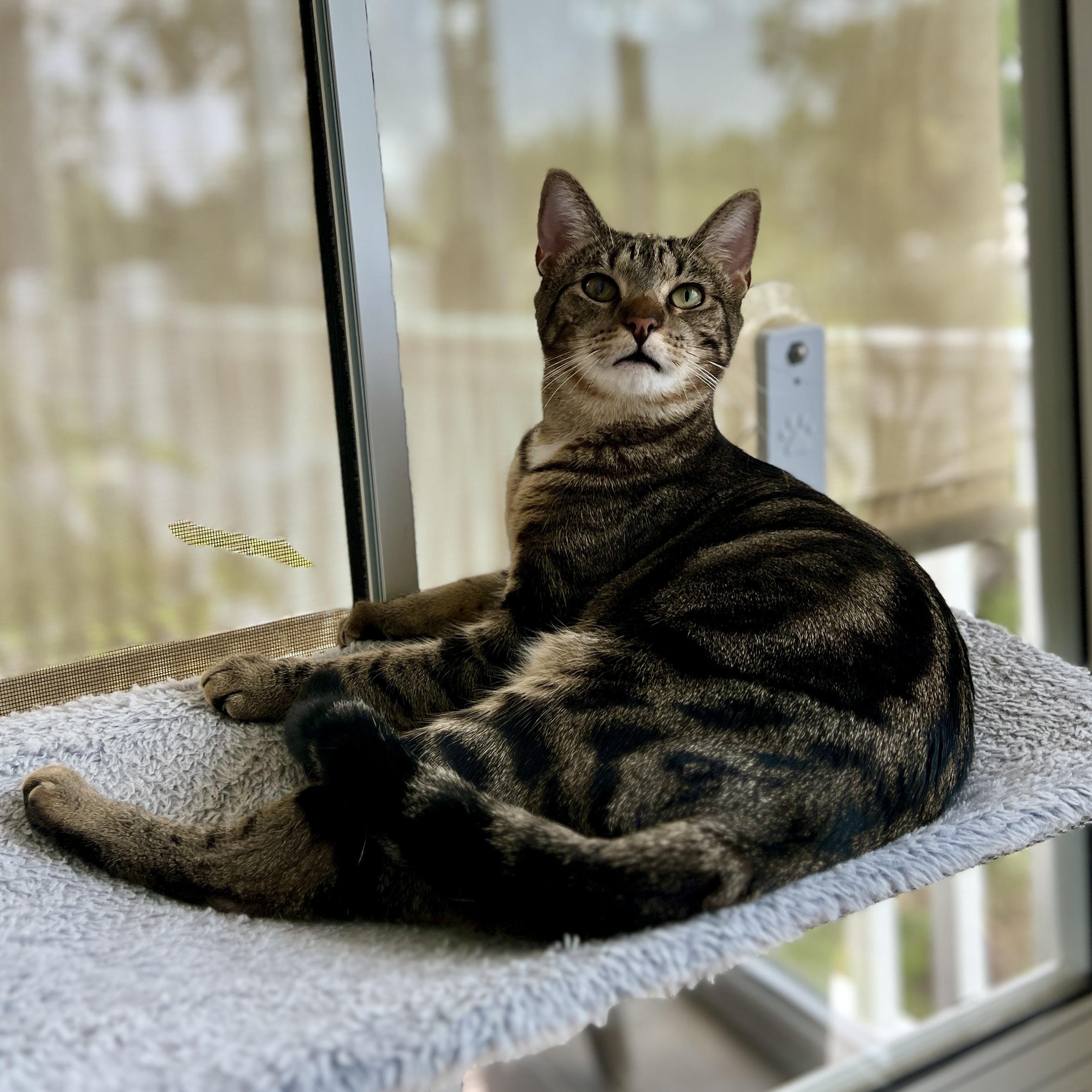 Sweet Pea, a Adoptable mixed breed in New Bern, NC image 4/4