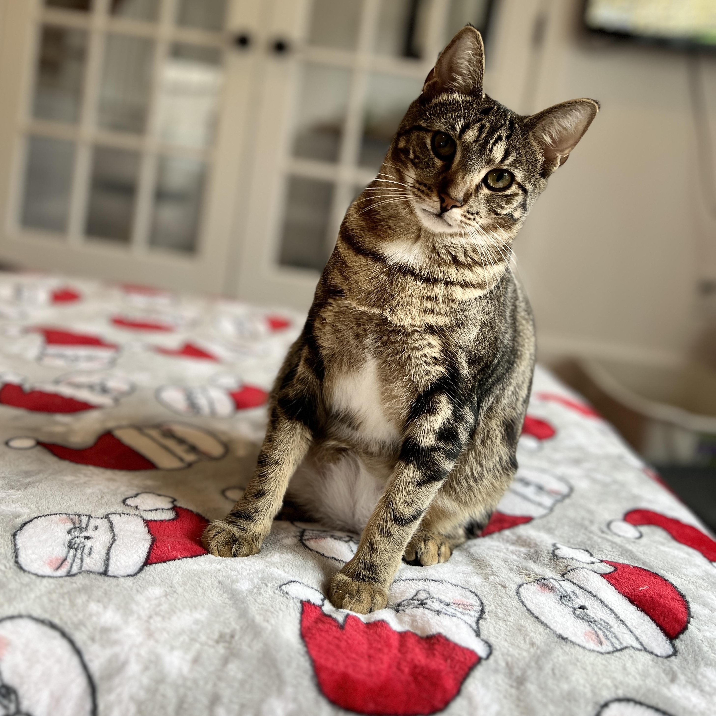 Eclipse, Adoptable, Kitten Female Domestic Short Hair.