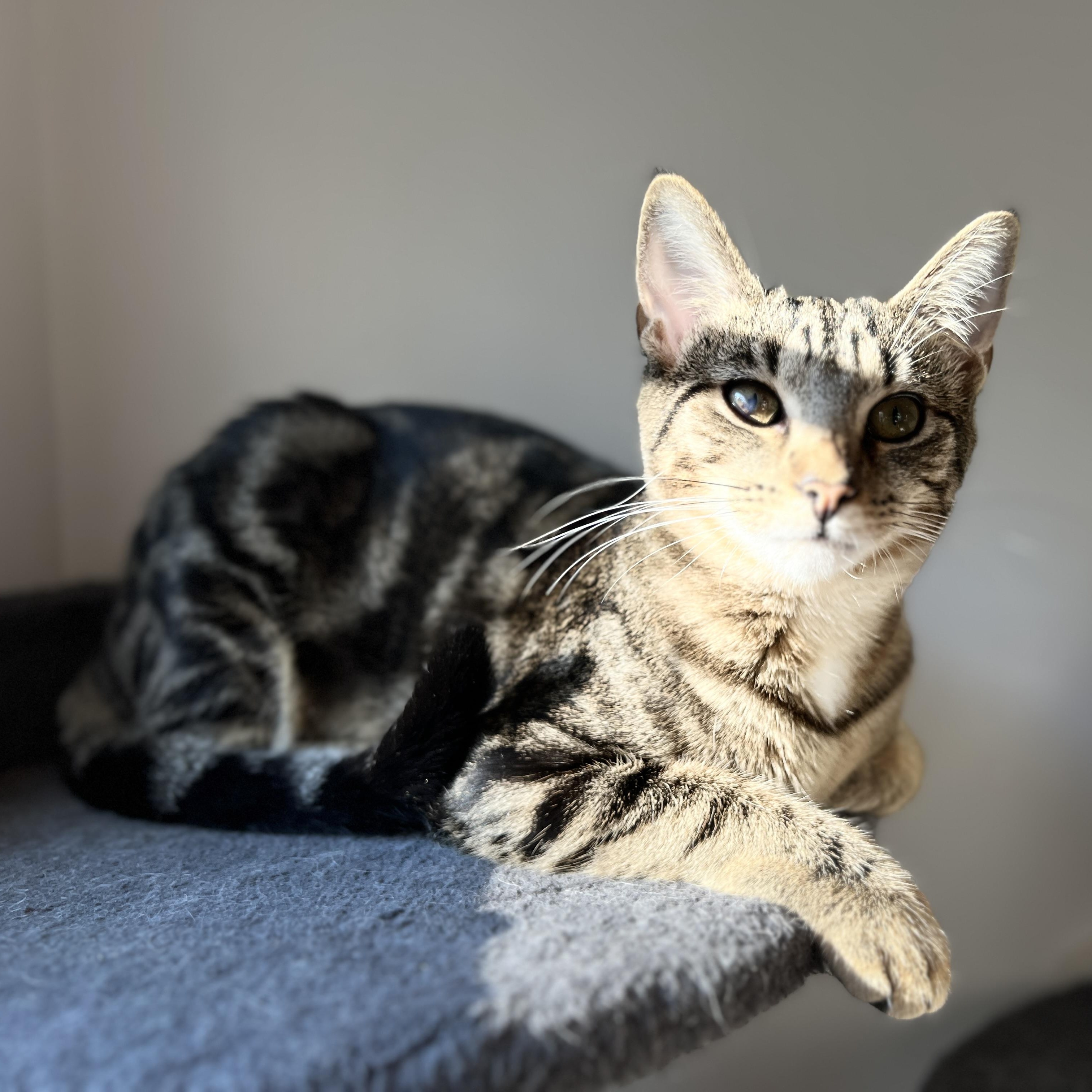 Enlarge Eclipse, a Adoptable Domestic Short Hair in New Bern, NC image 1/4