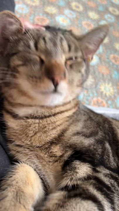 Enlarge Sweet Pea, a Adoptable Domestic Short Hair in New Bern, NC video 6/6