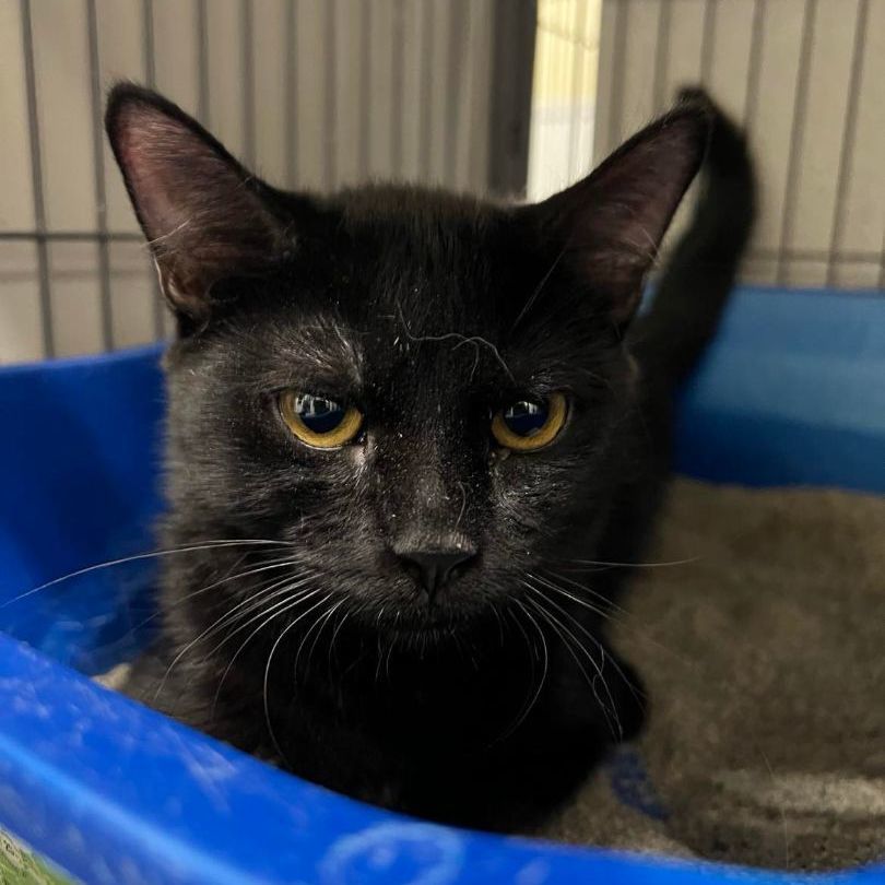 Snuggles, a Adoptable Domestic Short Hair in Kankakee, IL image 1/6