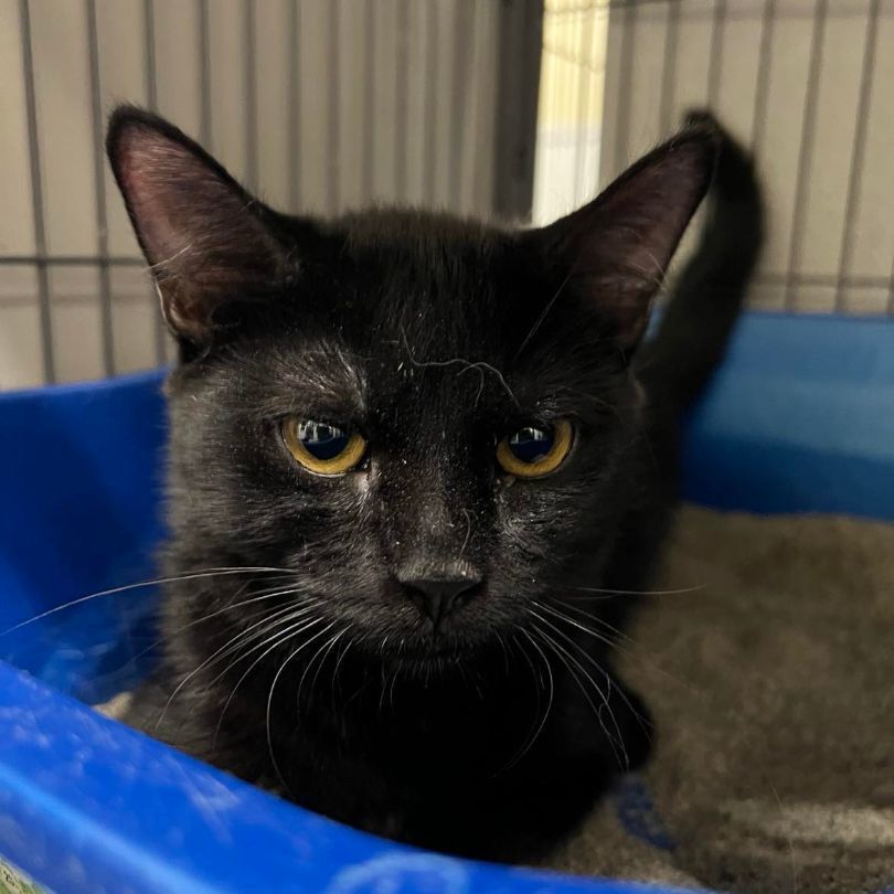 Snuggles, a Adoptable Domestic Short Hair in Kankakee, IL image 2/6