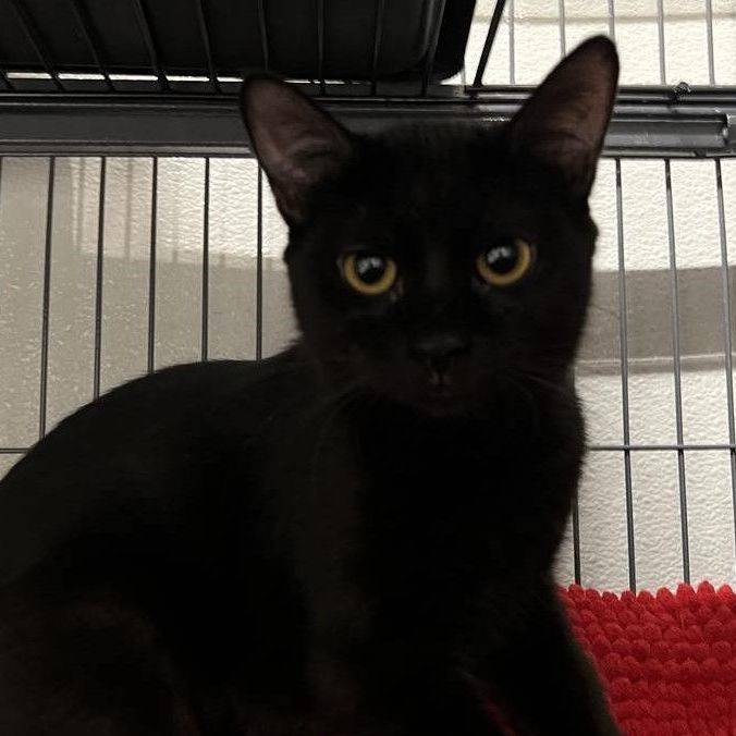 Snuggles, a Adoptable Domestic Short Hair in Kankakee, IL image 3/6