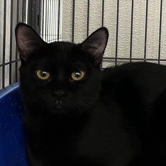 Snuggles, a Adoptable Domestic Short Hair in Kankakee, IL image 4/6