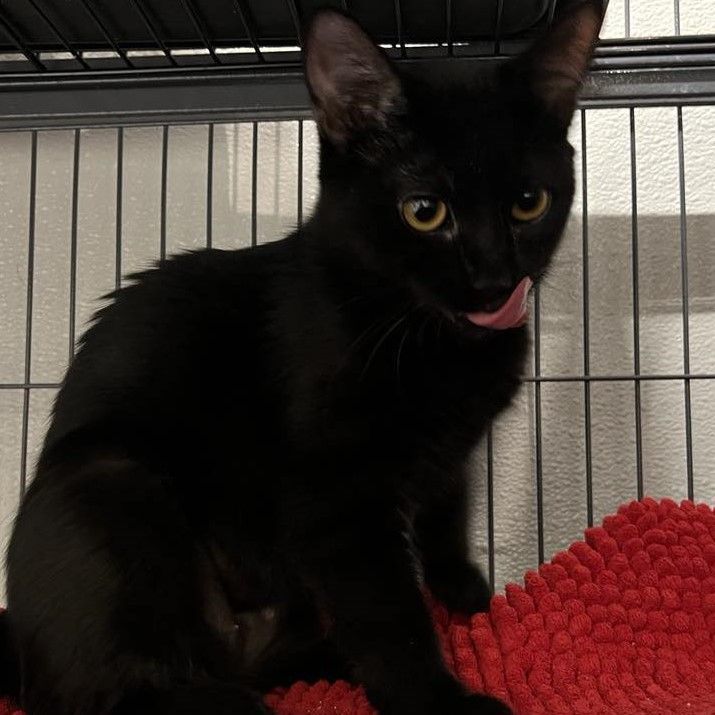 Snuggles, a Adoptable Domestic Short Hair in Kankakee, IL image 5/6