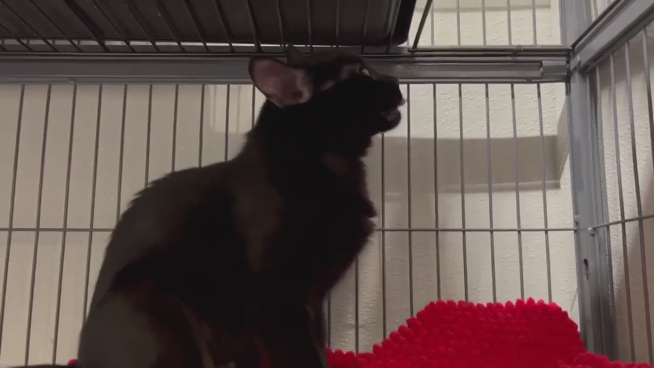 Enlarge Snuggles, a Adoptable Domestic Short Hair in Kankakee, IL video 6/6