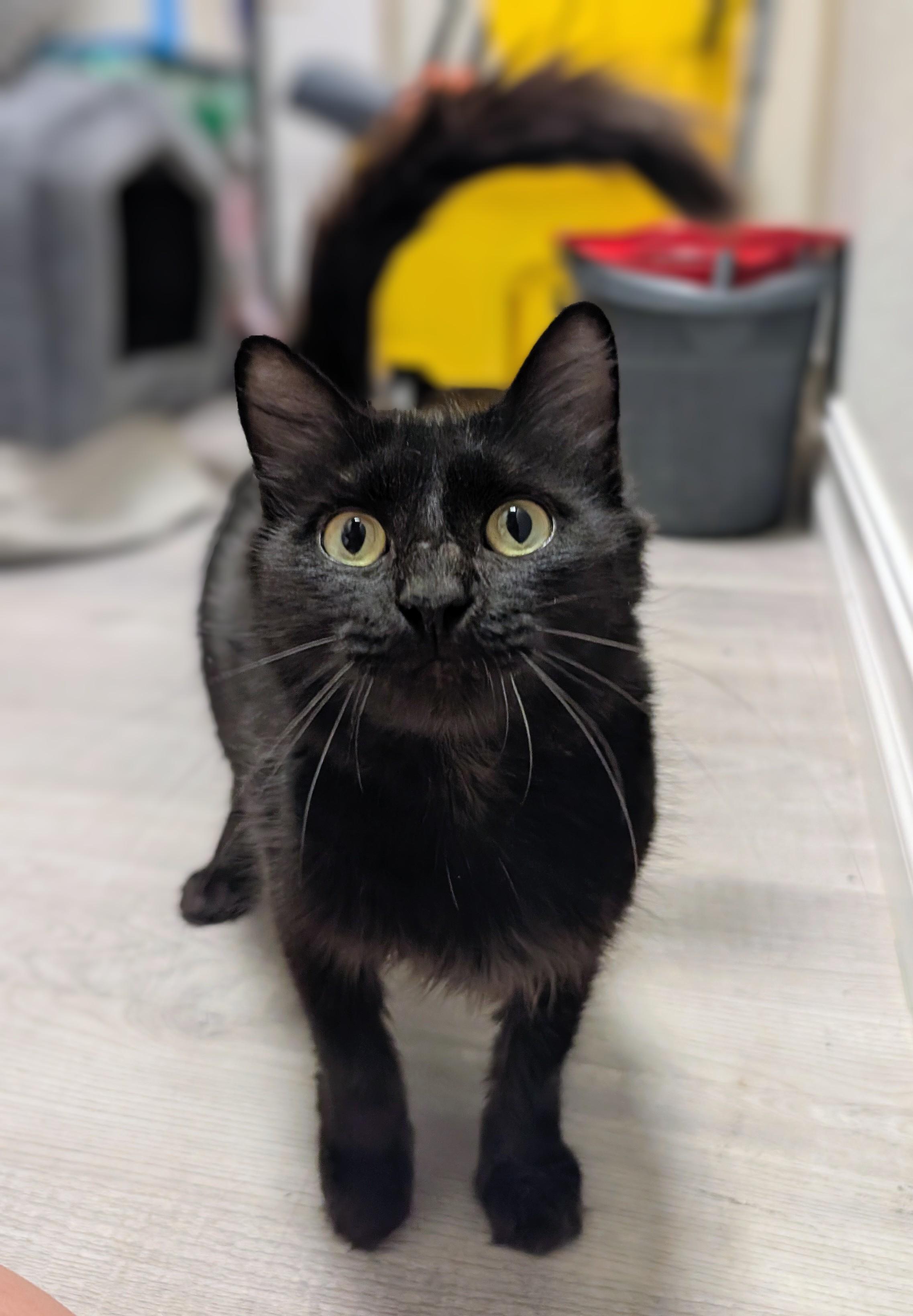 Enlarge Georgia, an adopted Domestic Medium Hair in Palm Harbor, FL image 2/2