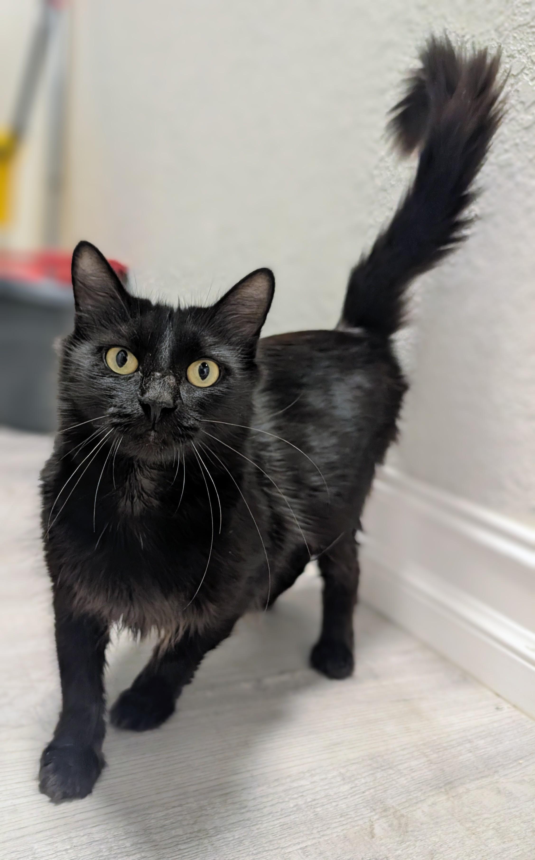 Enlarge Georgia, an adopted Domestic Medium Hair in Palm Harbor, FL image 1/2