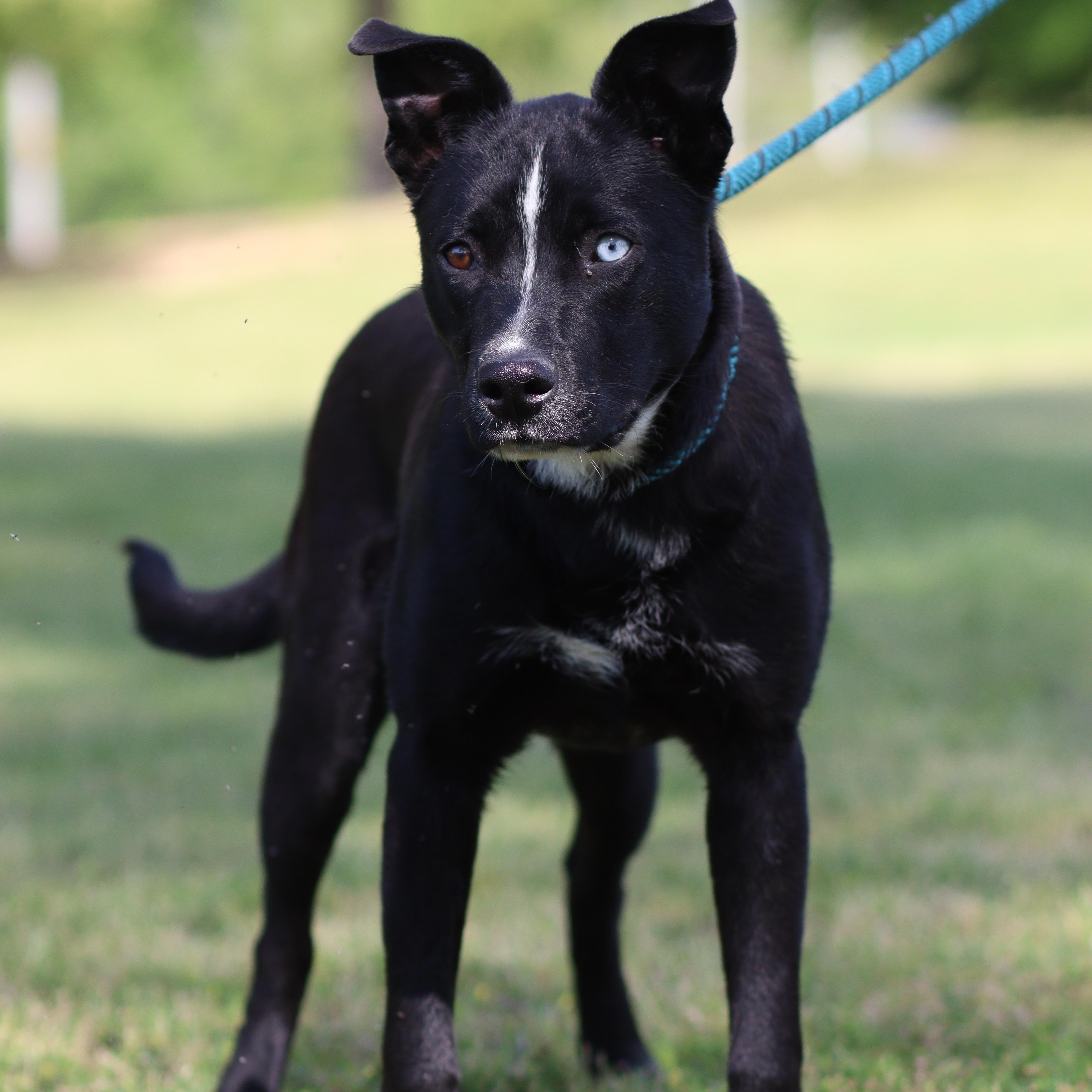 Enlarge Sox, an adoptable Mixed Breed in Collierville, TN image 2/3