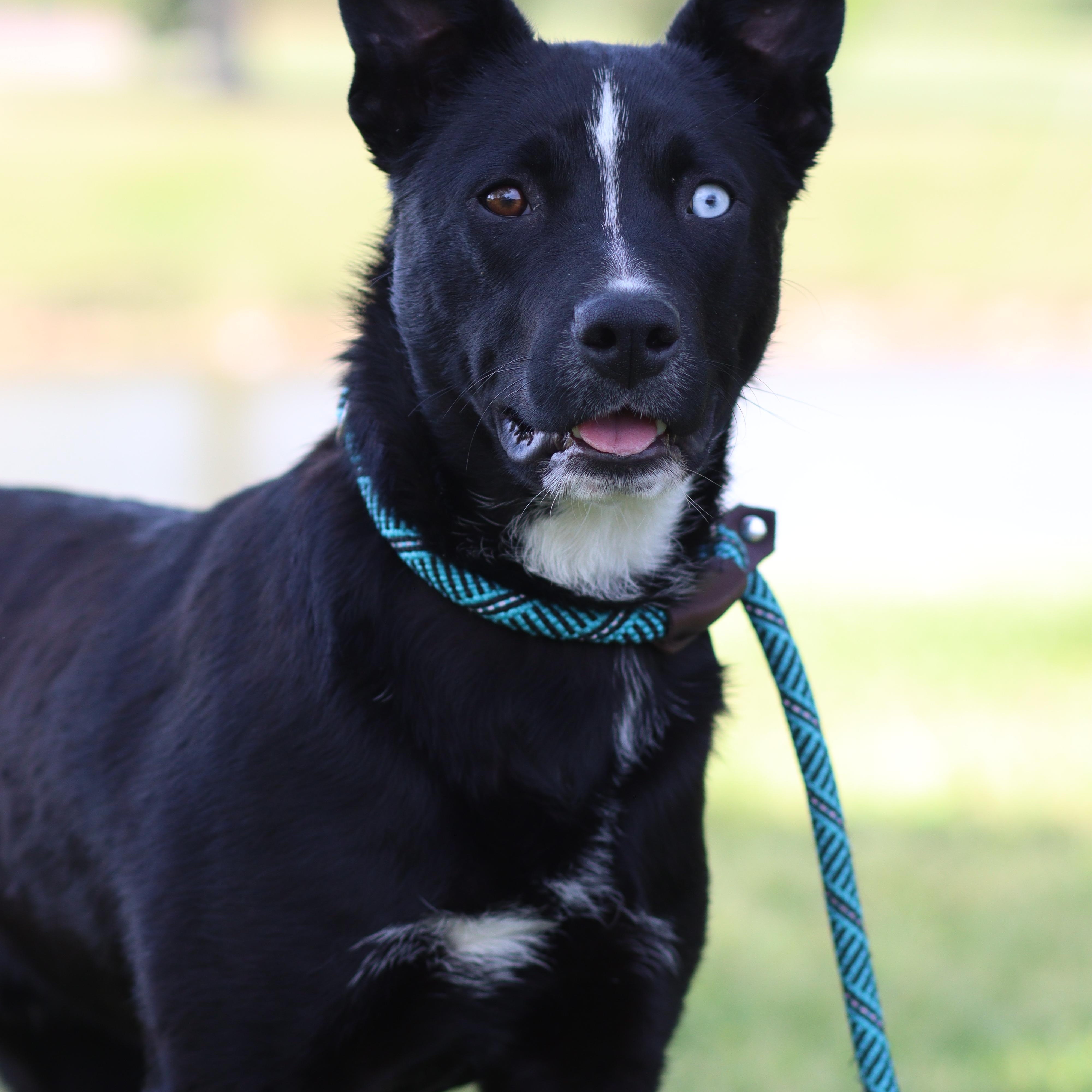Enlarge Sox, an adoptable Mixed Breed in Collierville, TN image 3/3