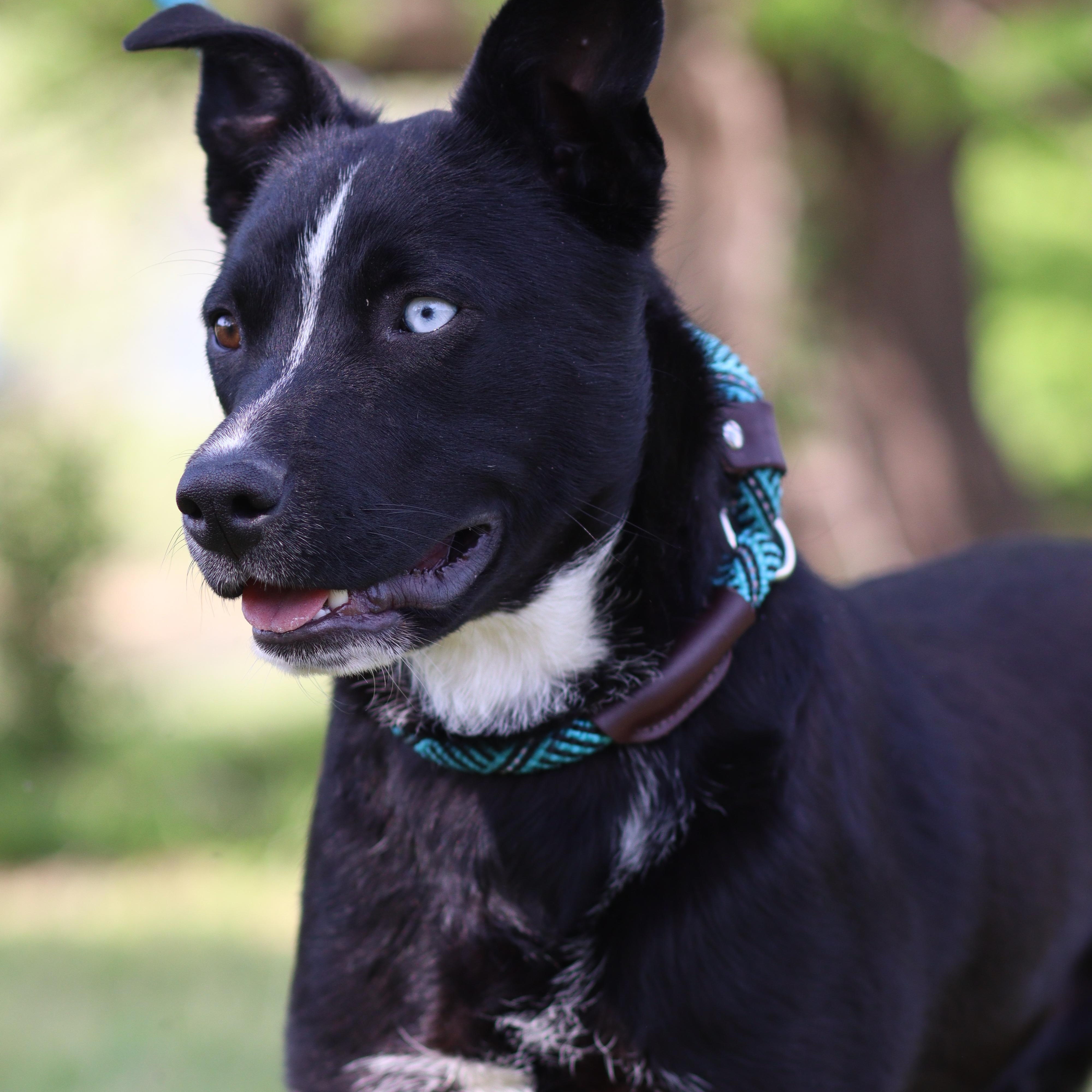 Enlarge Sox, an adoptable Mixed Breed in Collierville, TN image 1/3