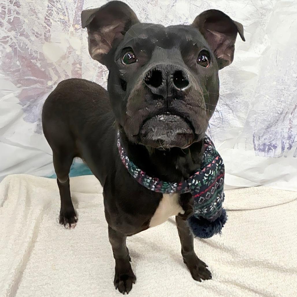 Enlarge Odie, a Adoptable Pit Bull Terrier in Walnut Cove, NC image 3/6