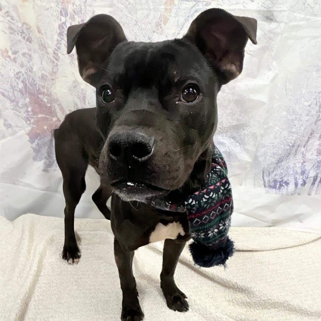 Enlarge Odie, a Adoptable Pit Bull Terrier in Walnut Cove, NC image 4/6