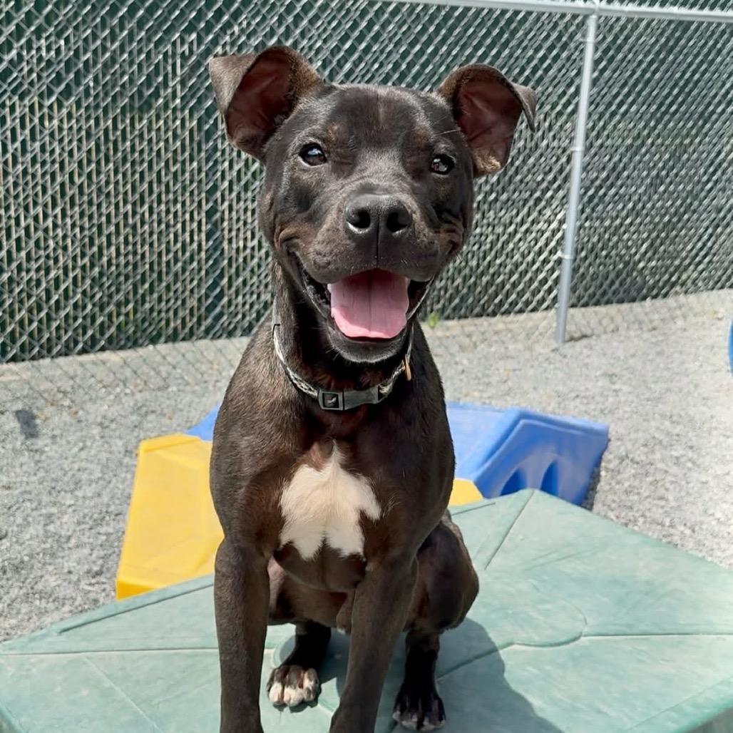 Enlarge Odie, a Adoptable Pit Bull Terrier in Walnut Cove, NC image 5/6