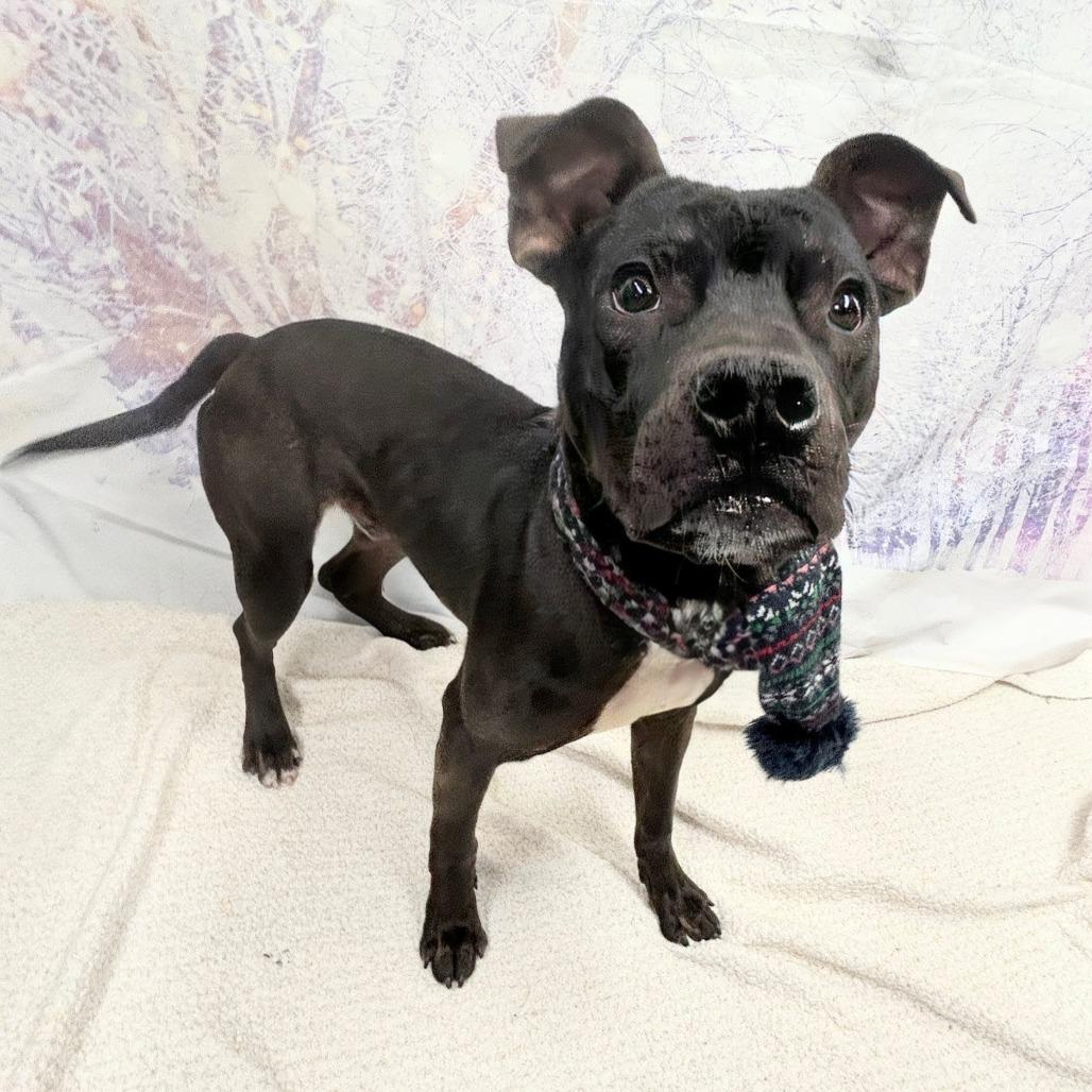 Enlarge Odie, a Adoptable Pit Bull Terrier in Walnut Cove, NC image 6/6