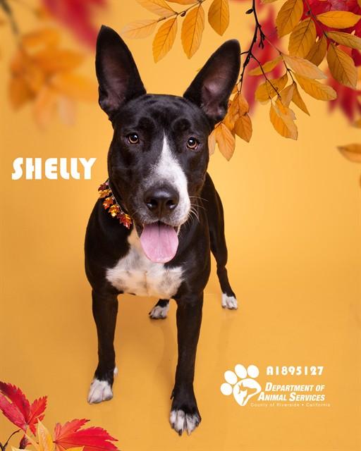 SHELLY, Adoptable, Adult Female Pit Bull Terrier & Mixed Breed.