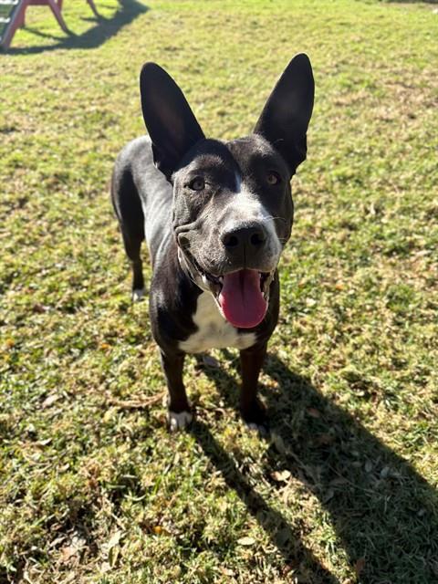 SHELLY, Adoptable, Young Female Pit Bull Terrier & Mixed Breed.