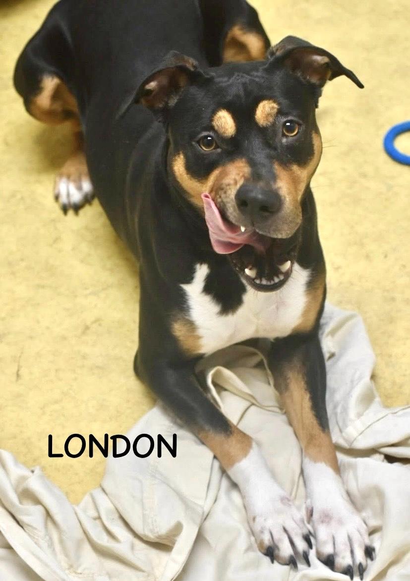 Enlarge LONDON, a ADOPTABLE mixed breed in Bowling Green, OH image 3/4