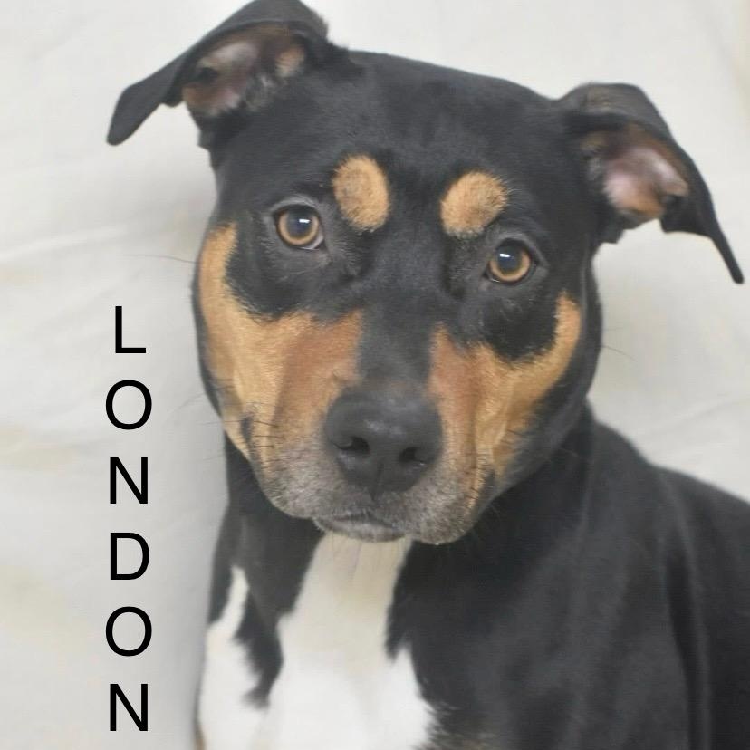 Enlarge LONDON, a ADOPTABLE mixed breed in Bowling Green, OH image 1/4