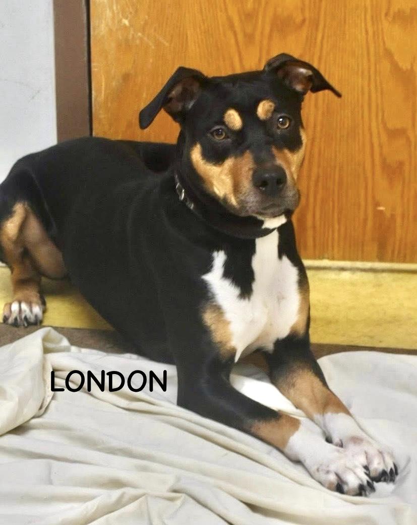 Enlarge LONDON, a ADOPTABLE mixed breed in Bowling Green, OH image 2/4