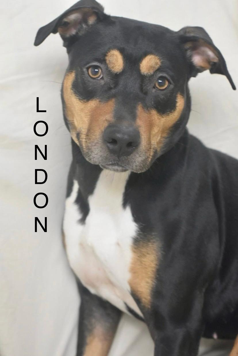 Enlarge LONDON, a ADOPTABLE mixed breed in Bowling Green, OH image 4/4