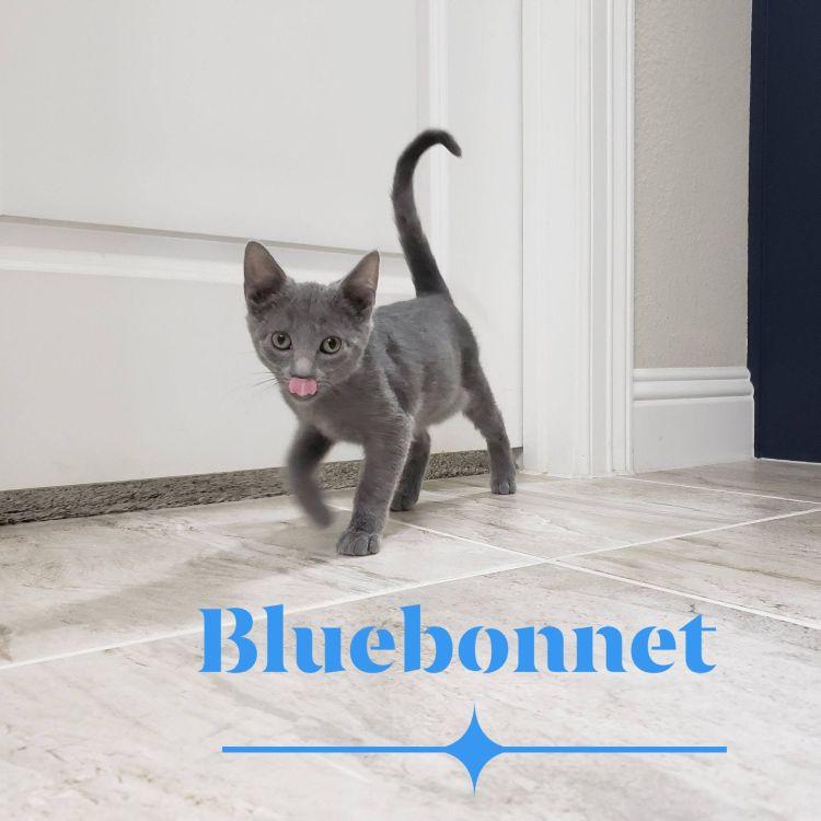 Enlarge Bluebonnet, a ADOPTABLE mixed breed in Richardson, TX image 1/4