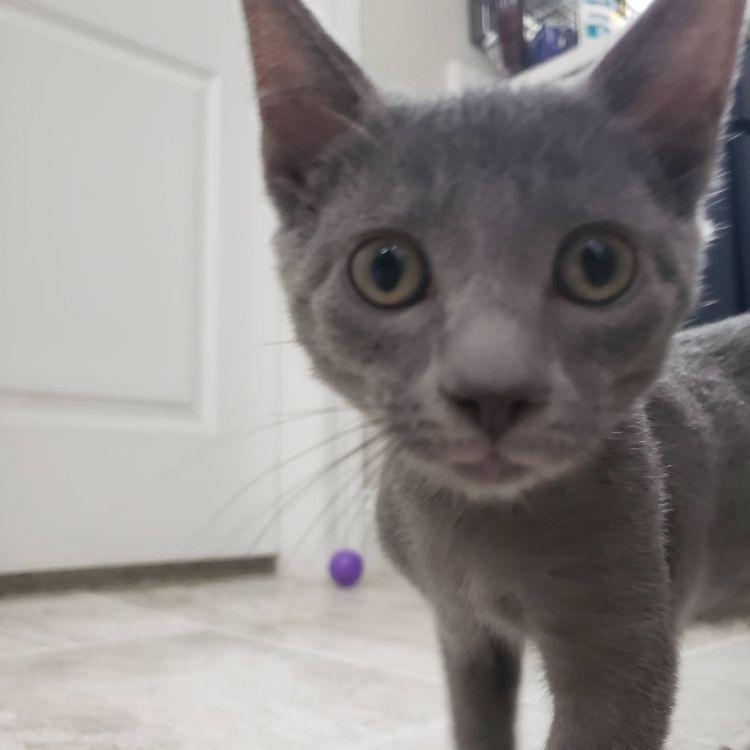 Enlarge Bluebonnet, a ADOPTABLE mixed breed in Richardson, TX image 2/4