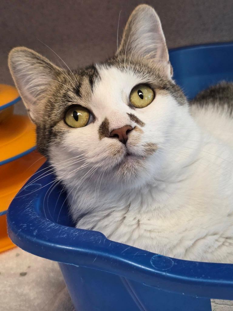 Enlarge Libby Lu, a Adoptable mixed breed in Liverpool, NY image 2/3