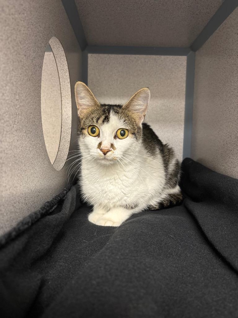 Enlarge Libby Lu, a Adoptable mixed breed in Liverpool, NY image 3/3