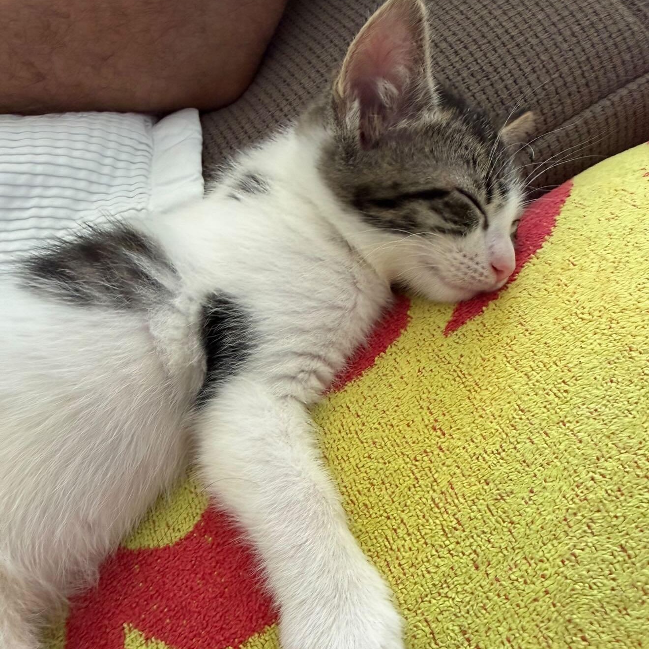 Enlarge Jet, an adopted Domestic Short Hair in Honolulu, HI image 4/6