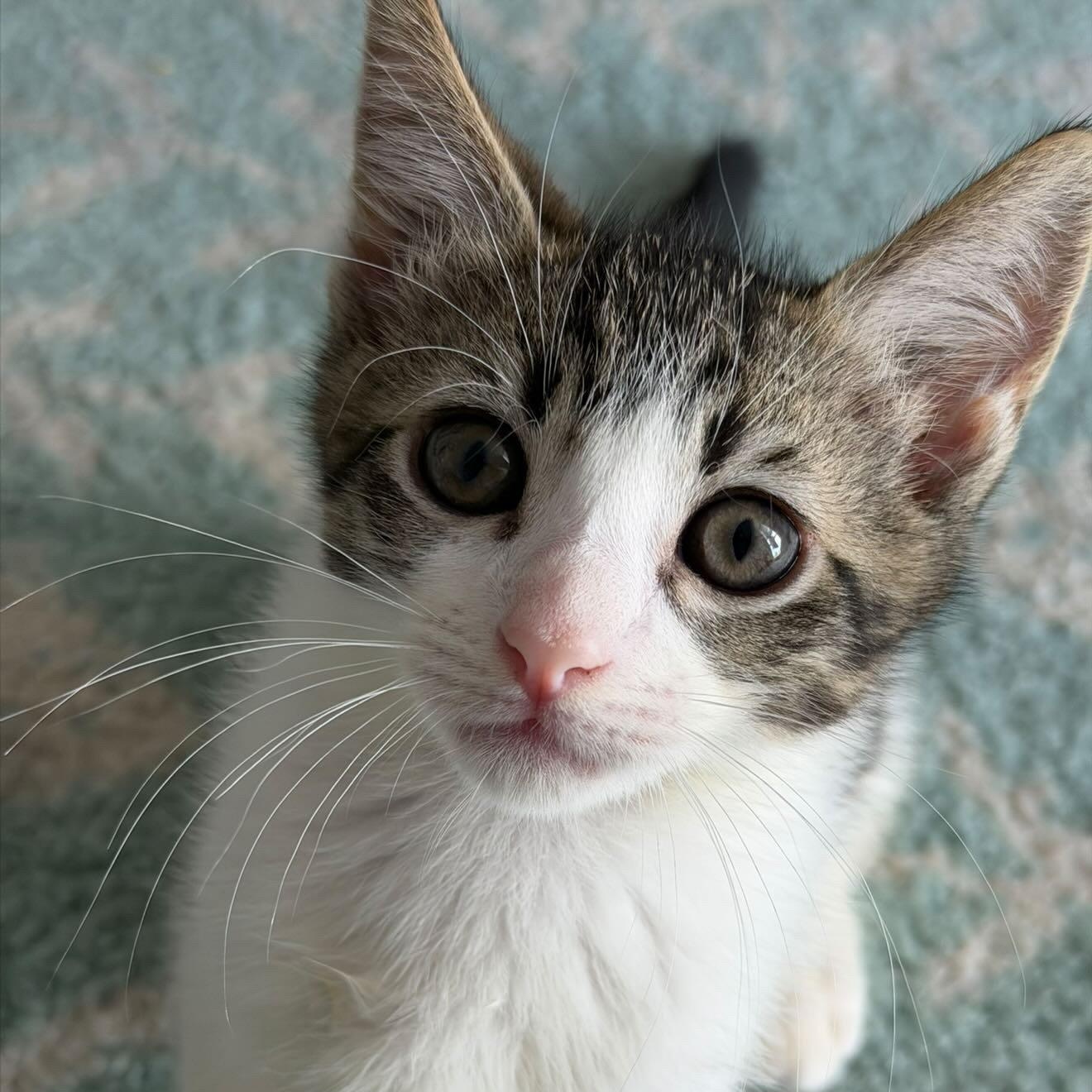 Enlarge Jet, an adopted Domestic Short Hair in Honolulu, HI image 2/6