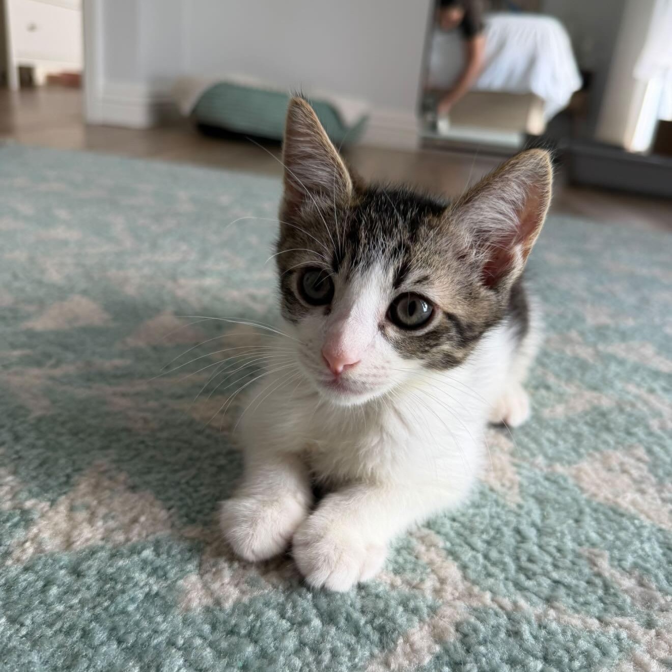 Enlarge Jet, an adopted Domestic Short Hair in Honolulu, HI image 6/6