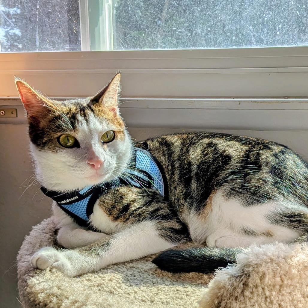 First Gentleman, Adoptable, Young Male Domestic Short Hair.