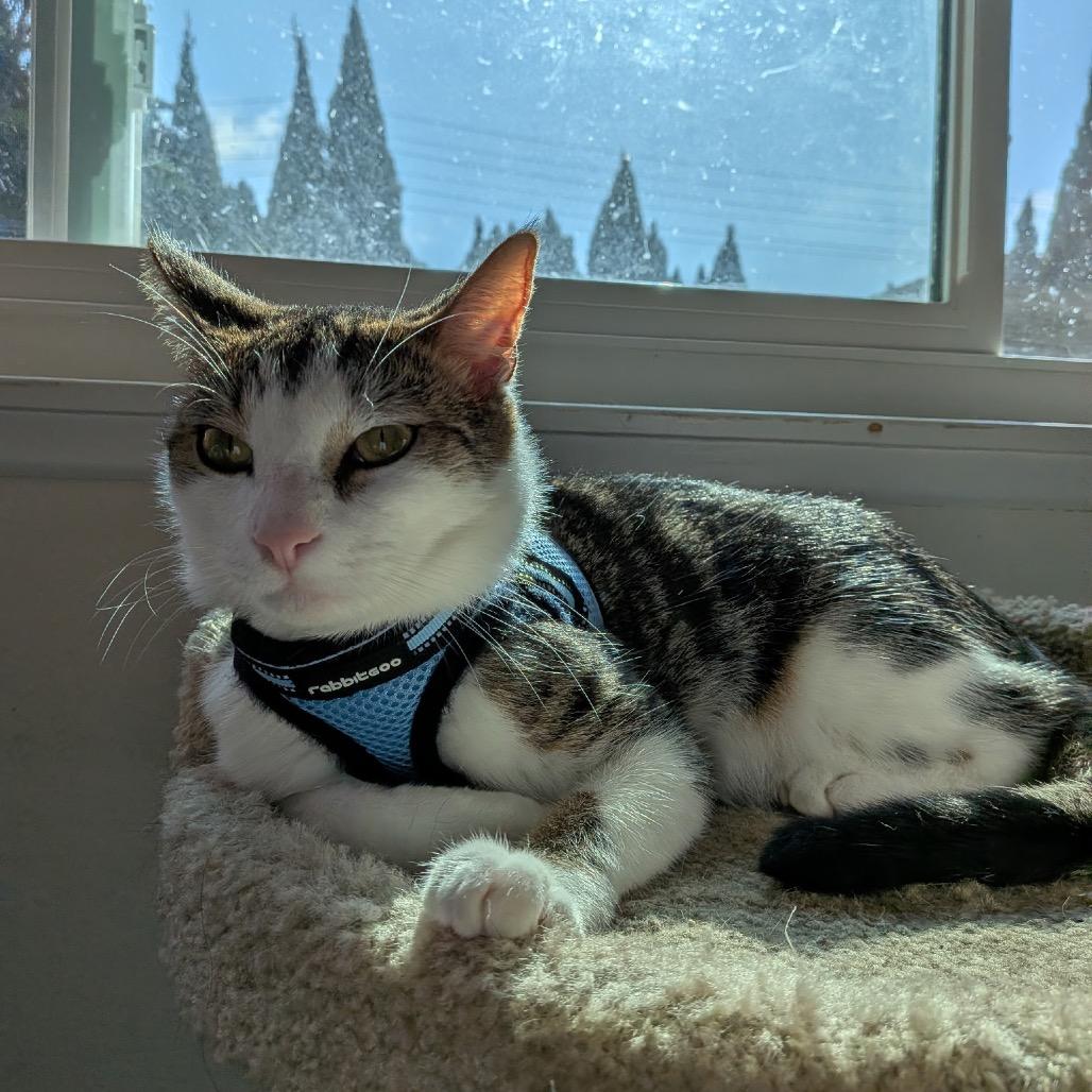 Enlarge First Gentleman, a Adoptable Domestic Short Hair in Tustin, CA image 3/5