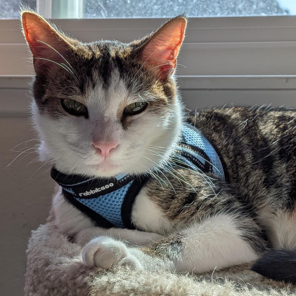 Enlarge First Gentleman, a Adoptable Domestic Short Hair in Tustin, CA image 5/5