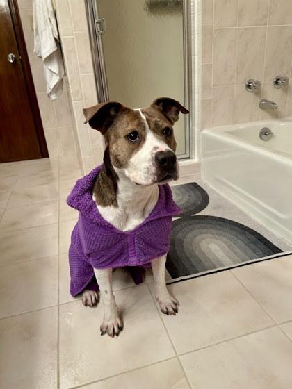 Buttercup, Adoptable, Adult Female Pit Bull Terrier & Mixed Breed.