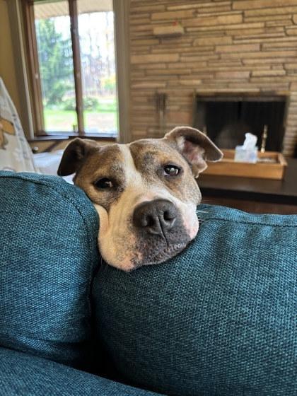 Enlarge Buttercup, a Adoptable mixed breed in Valley View, OH image 2/3