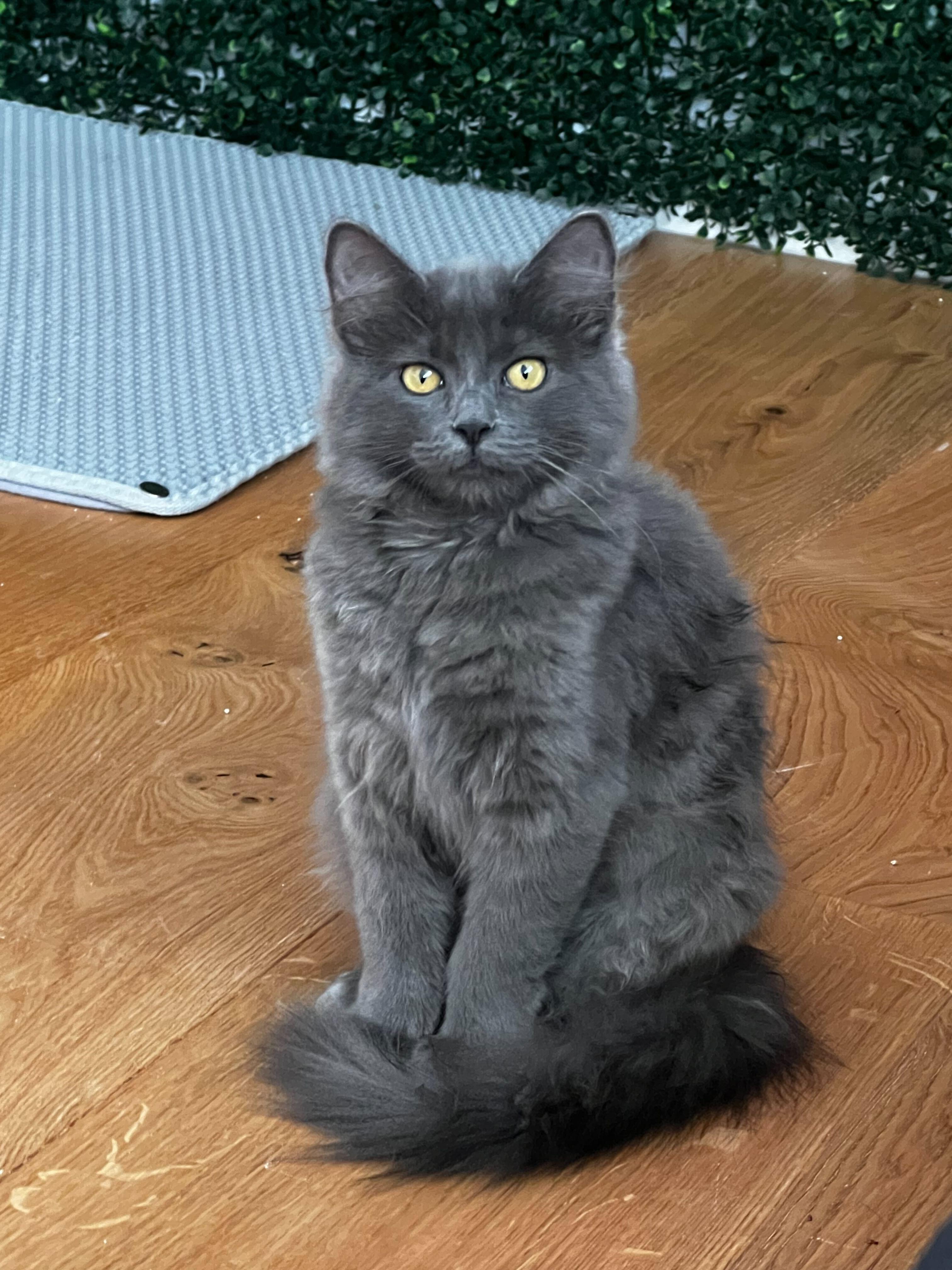 Ophelia, a ADOPTABLE mixed breed in Santa Monica, CA image 5/6