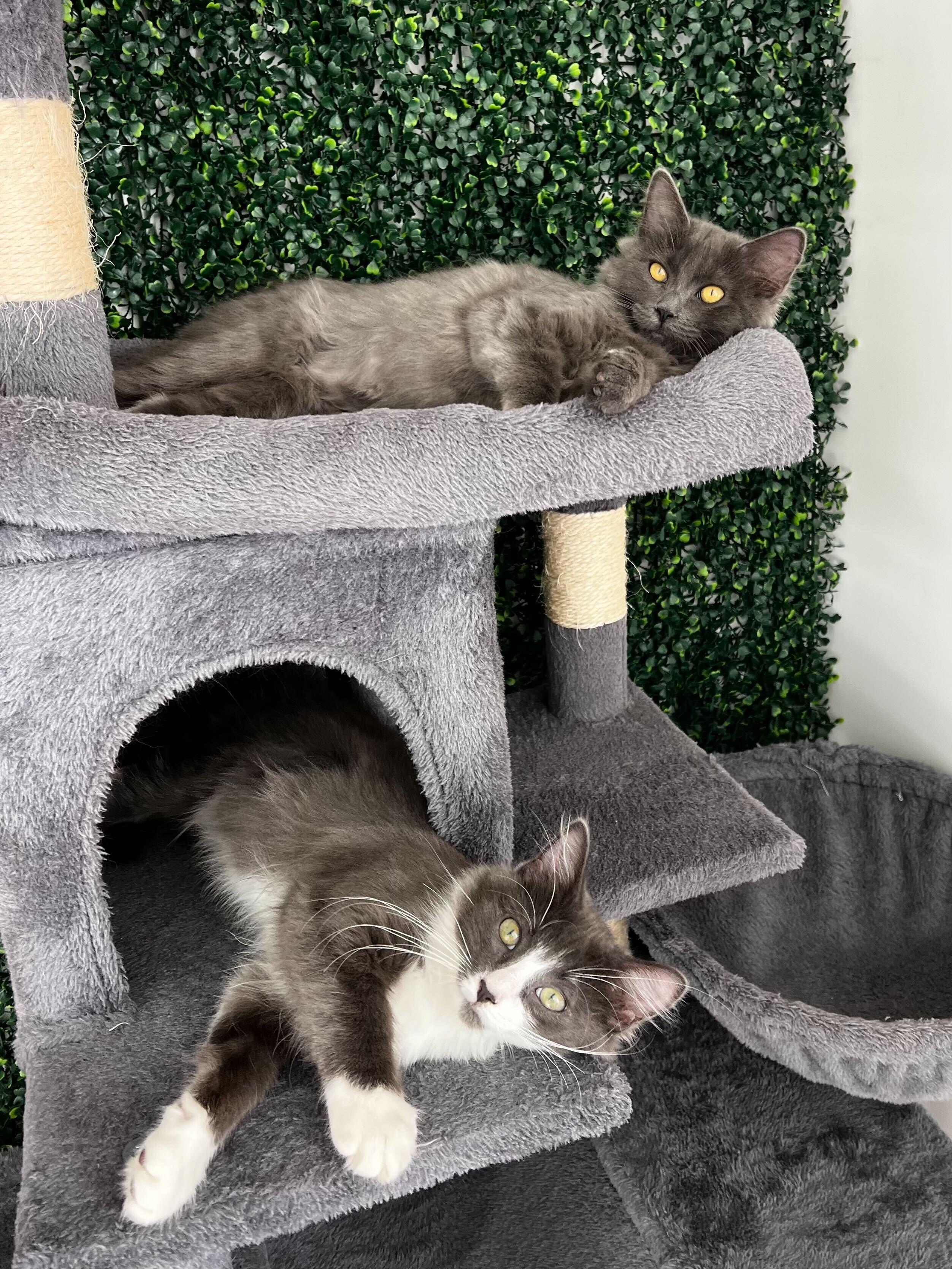 Ophelia, a ADOPTABLE mixed breed in Santa Monica, CA image 3/6